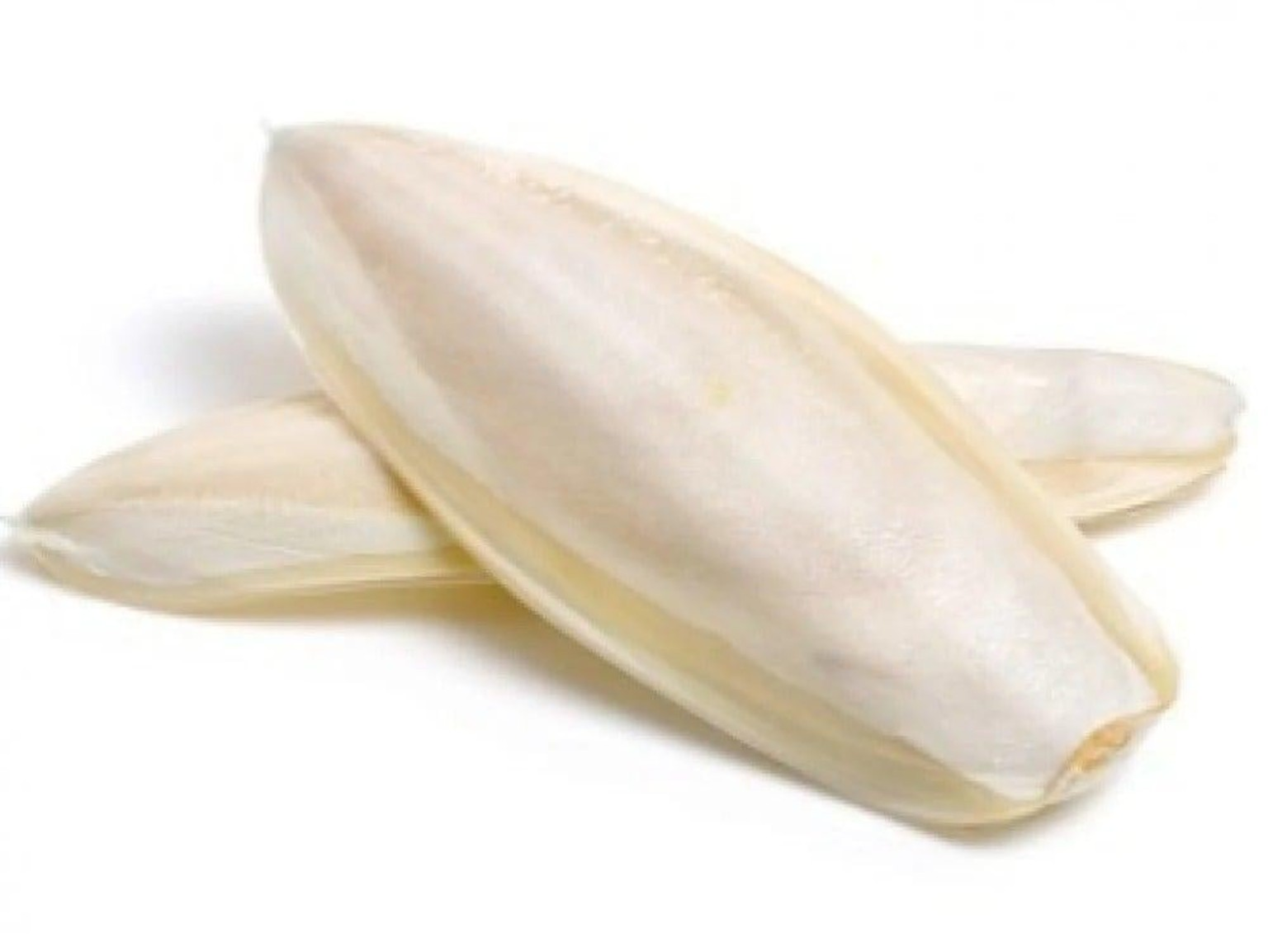 عظم الحبار